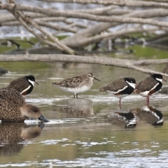 Calidris acuminata (Sharp-tailed Sandpiper) at Fyshwick, ACT - 13 Dec 2019 by Marthijn