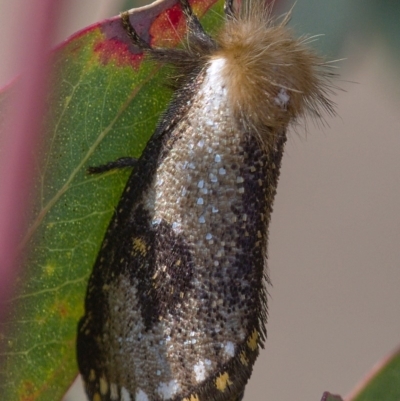 Epicoma contristis (Yellow-spotted Epicoma Moth) at Symonston, ACT - 13 Dec 2019 by Marthijn