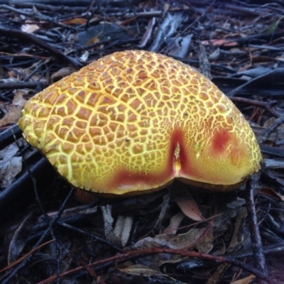 Unidentified Cup or disk - with no 'eggs' at Quaama, NSW - 8 Feb 2015 by FionaG