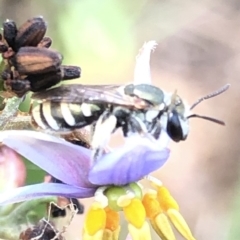 Lipotriches (Austronomia) phanerura (Halictid Bee) at Aranda, ACT - 13 Dec 2019 by Jubeyjubes