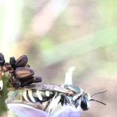 Lipotriches (Austronomia) phanerura at Aranda, ACT - 13 Dec 2019