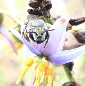 Lipotriches (Austronomia) phanerura at Aranda, ACT - 13 Dec 2019