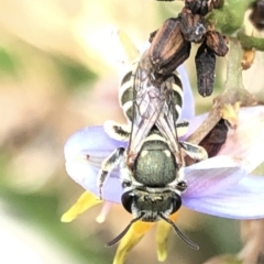 Lipotriches (Austronomia) phanerura at Aranda, ACT - 13 Dec 2019