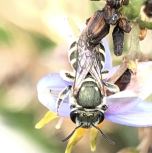 Lipotriches (Austronomia) phanerura at Aranda, ACT - 13 Dec 2019