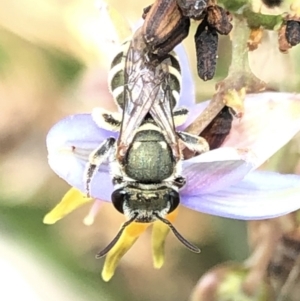 Lipotriches (Austronomia) phanerura at Aranda, ACT - 13 Dec 2019