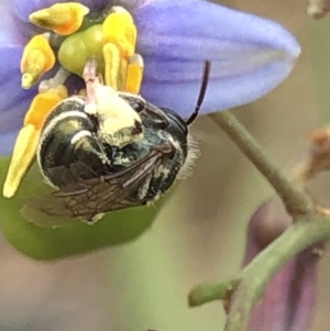 Lipotriches (Austronomia) phanerura at Aranda, ACT - 13 Dec 2019