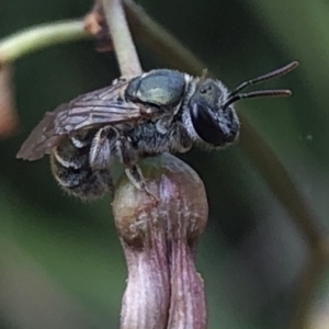 Lipotriches (Austronomia) phanerura at Aranda, ACT - 13 Dec 2019