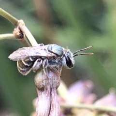 Lipotriches (Austronomia) phanerura at Aranda, ACT - 13 Dec 2019