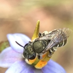 Lipotriches (Austronomia) phanerura at Aranda, ACT - 13 Dec 2019