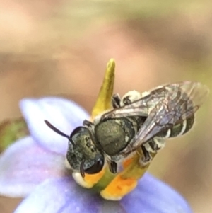 Lipotriches (Austronomia) phanerura at Aranda, ACT - 13 Dec 2019