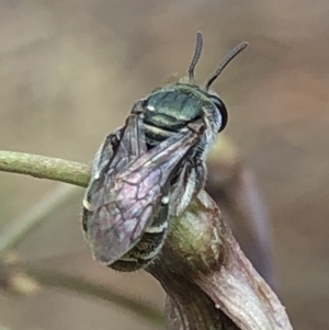 Lipotriches (Austronomia) phanerura at Aranda, ACT - 13 Dec 2019