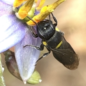 Amphylaeus (Agogenohylaeus) nubilosellus at Aranda, ACT - 13 Dec 2019 12:21 PM