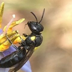 Amphylaeus (Agogenohylaeus) nubilosellus at Aranda, ACT - 13 Dec 2019 12:21 PM