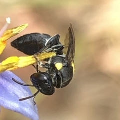 Amphylaeus (Agogenohylaeus) nubilosellus at Aranda, ACT - 13 Dec 2019 12:21 PM