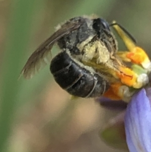 Lasioglossum (Chilalictus) sp. (genus & subgenus) at Aranda, ACT - 13 Dec 2019 01:03 PM