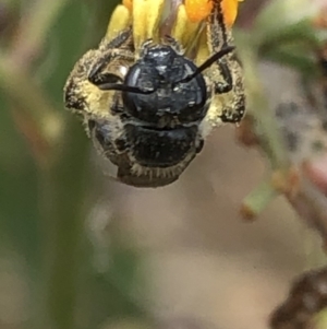 Lasioglossum (Chilalictus) sp. (genus & subgenus) at Aranda, ACT - 13 Dec 2019 01:03 PM