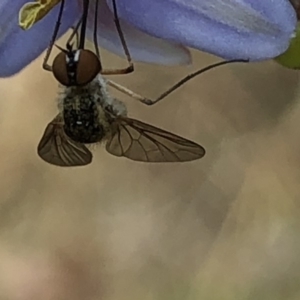 Geron sp. (genus) at Aranda, ACT - 13 Dec 2019 01:04 PM