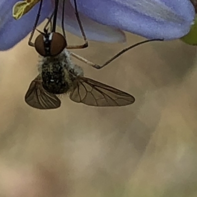 Geron sp. (genus) (Slender Bee Fly) at Aranda, ACT - 13 Dec 2019 by Jubeyjubes