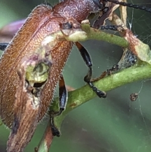 Ecnolagria grandis at Aranda, ACT - 13 Dec 2019 11:35 AM