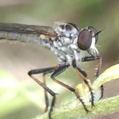 Cerdistus sp. (genus) (Slender Robber Fly) at Aranda, ACT - 13 Dec 2019 by Jubeyjubes