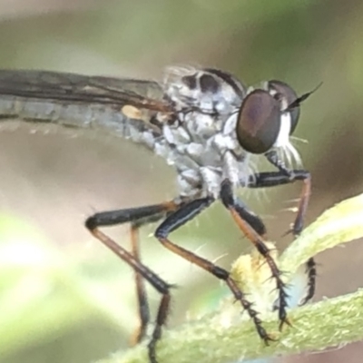 Cerdistus sp. (genus) (Slender Robber Fly) at Aranda, ACT - 13 Dec 2019 by Jubeyjubes