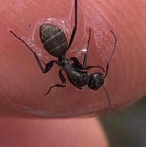 Camponotus sp. (genus) at Aranda, ACT - 13 Dec 2019