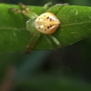 Lehtinelagia prasina at Aranda, ACT - 13 Dec 2019