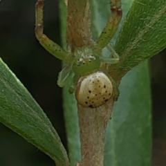 Lehtinelagia prasina at Aranda, ACT - 13 Dec 2019