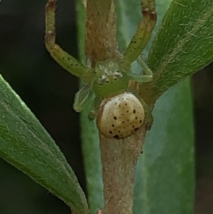 Lehtinelagia prasina at Aranda, ACT - 13 Dec 2019