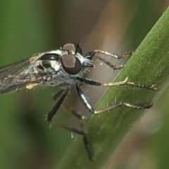 Cerdistus sp. (genus) (Yellow Slender Robber Fly) at Aranda, ACT - 13 Dec 2019 by Jubeyjubes