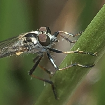 Cerdistus sp. (genus) (Yellow Slender Robber Fly) at Aranda, ACT - 13 Dec 2019 by Jubeyjubes