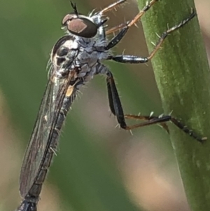 Cerdistus sp. (genus) at Aranda, ACT - 13 Dec 2019