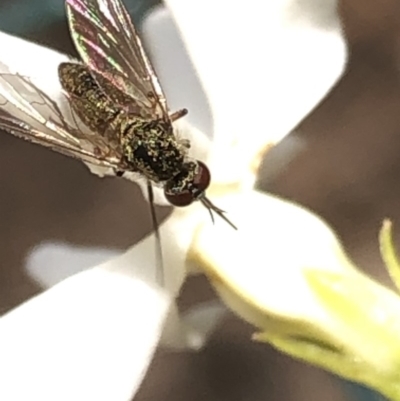 Geron sp. (genus) (Slender Bee Fly) at Aranda, ACT - 13 Dec 2019 by Jubeyjubes