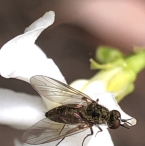 Geron sp. (genus) at Aranda, ACT - 13 Dec 2019 12:07 PM