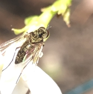 Geron sp. (genus) at Aranda, ACT - 13 Dec 2019 12:07 PM