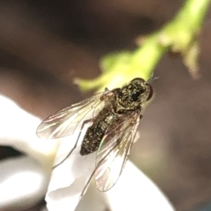 Geron sp. (genus) at Aranda, ACT - 13 Dec 2019 12:07 PM