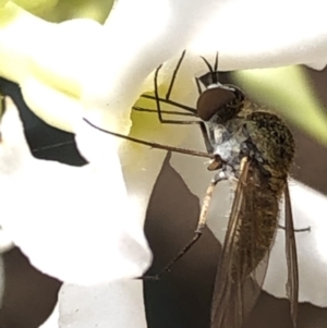 Geron sp. (genus) at Aranda, ACT - 13 Dec 2019 12:08 PM