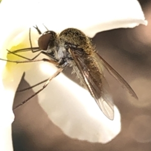 Geron sp. (genus) at Aranda, ACT - 13 Dec 2019 12:08 PM