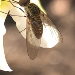 Geron sp. (genus) at Aranda, ACT - 13 Dec 2019