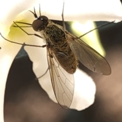 Geron sp. (genus) at Aranda, ACT - 13 Dec 2019