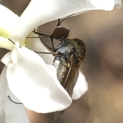 Geron sp. (genus) at Aranda, ACT - 13 Dec 2019