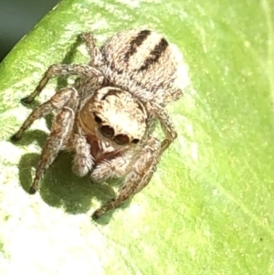 Maratus scutulatus at Aranda, ACT - 13 Dec 2019 12:10 PM