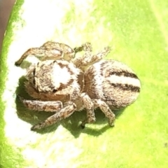 Maratus scutulatus at Aranda, ACT - 13 Dec 2019 12:10 PM