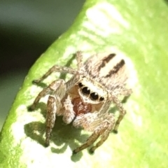 Maratus scutulatus at Aranda, ACT - 13 Dec 2019 12:10 PM