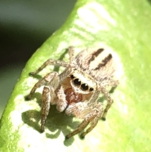 Maratus scutulatus at Aranda, ACT - 13 Dec 2019 12:10 PM