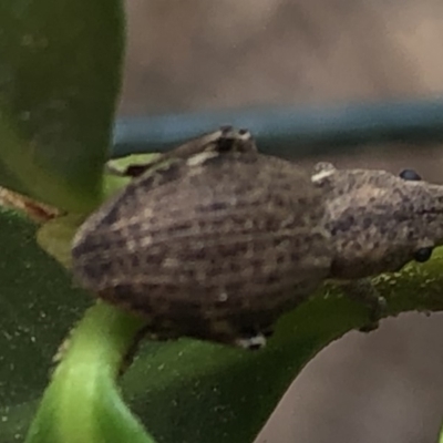 Naupactus cervinus (Fuller's rose weevil) at Aranda, ACT - 13 Dec 2019 by Jubeyjubes