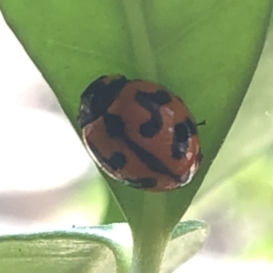 Coccinella transversalis at Aranda, ACT - 13 Dec 2019