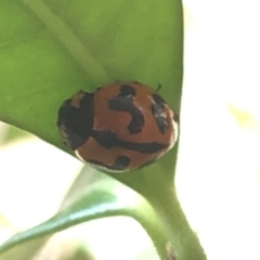 Coccinella transversalis at Aranda, ACT - 13 Dec 2019