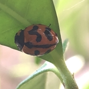 Coccinella transversalis at Aranda, ACT - 13 Dec 2019