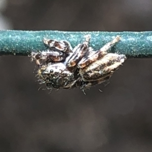 Salticidae (family) at Aranda, ACT - 13 Dec 2019